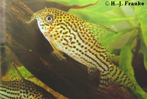 Corydoras araguaiaensis