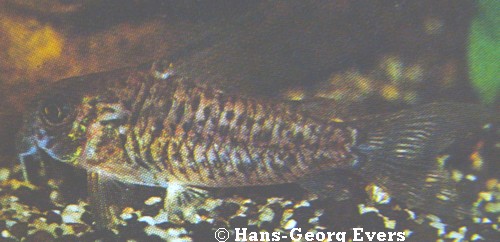 Corydoras armatus