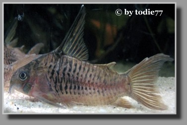  Corydoras armatus