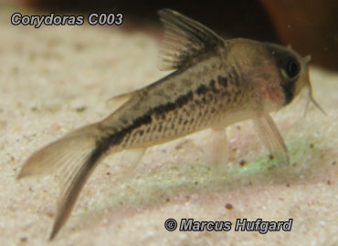  Corydoras C003