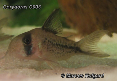 Corydoras C003