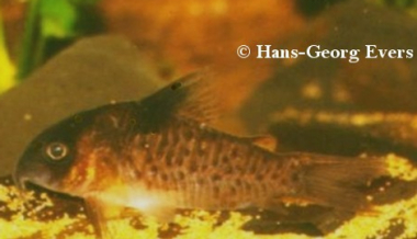  Corydoras C006