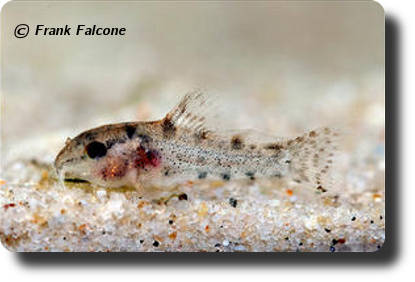Corydoras C007