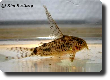 Corydoras C007
