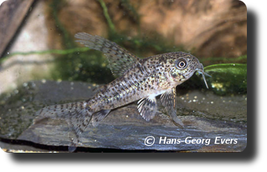  Corydoras C007