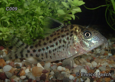  Corydoras C009