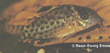 Corydoras C009