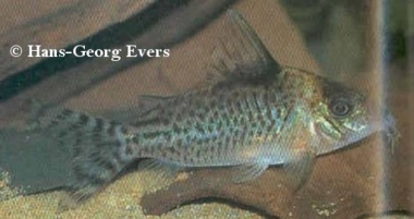 Corydoras C010 / C080