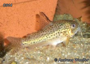 Corydoras C014 / C072