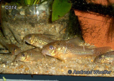 Corydoras C014 / C072