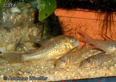 Corydoras C014 / C072