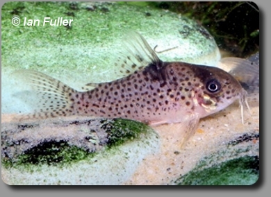  Corydoras CW001