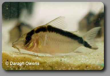  Corydoras CW006