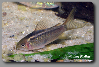 Corydoras CW008