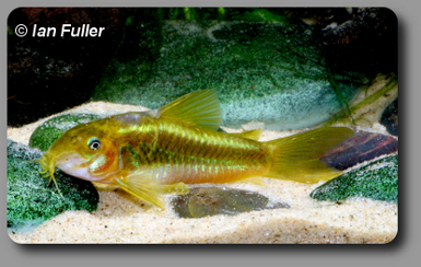  Corydoras CW009