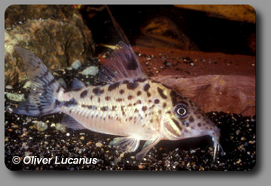  Corydoras CW013