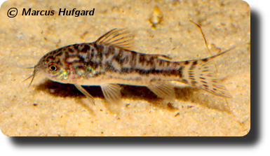 Corydoras CW022
