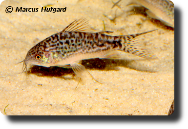  Corydoras CW022