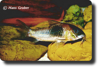 Corydoras CW026