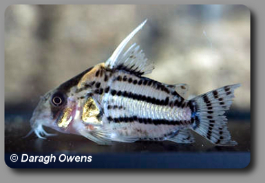  Corydoras CW028
