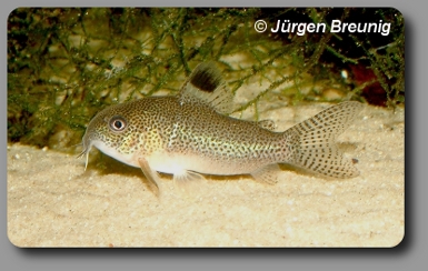 Corydoras CW037 Steckbrief