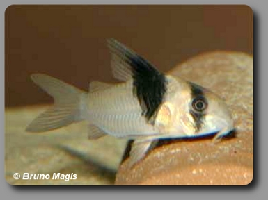  Corydoras CW049