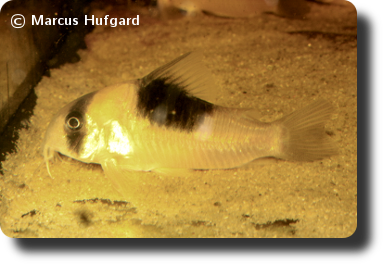 Corydoras CW051