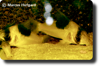 Corydoras CW051