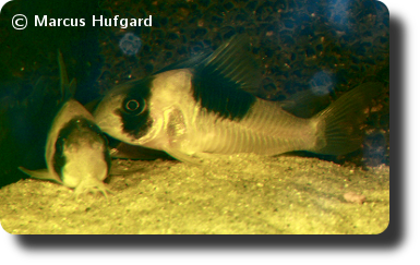 Corydoras CW051