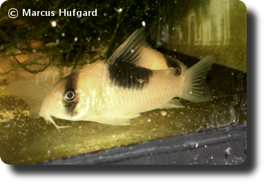  Corydoras CW051
