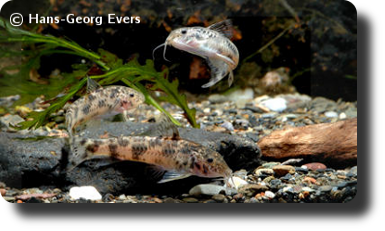  Corydoras CW052