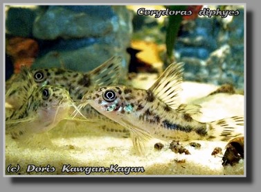  Corydoras diphyes