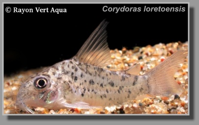  Corydoras loretoensis