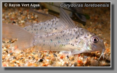  Corydoras loretoensis