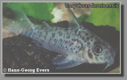  Corydoras loretoensis
