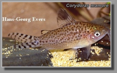  Corydoras mamore