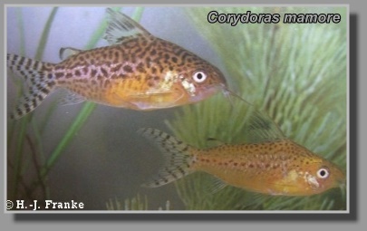  Corydoras mamore