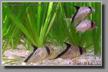  Corydoras melini