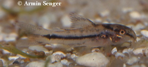 Corydoras napoensis