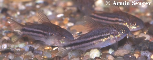 Corydoras napoensis