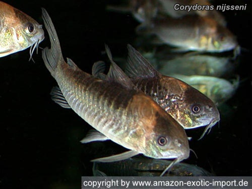 Corydoras nijsseni