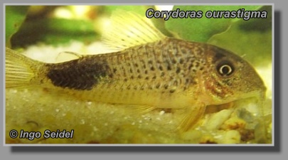  Corydoras ourastigma