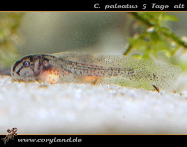 C. paleatus 5 Tage alt