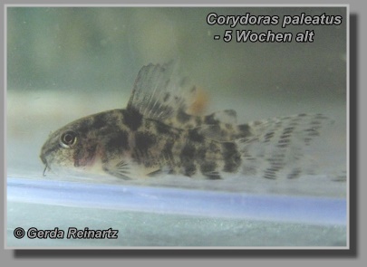 C. paleatus beim Schlupf