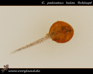 C. paleatus beim Schlupf