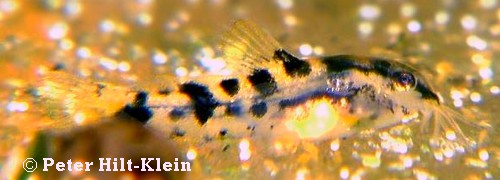 Corydoras pygmaeus - 20 Tage alt
