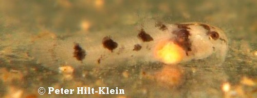 Corydoras pygmaeus