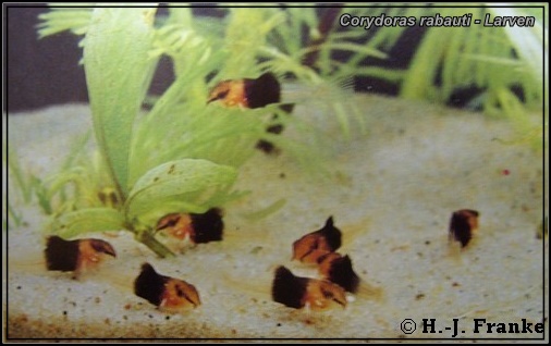 Corydoras rabauti