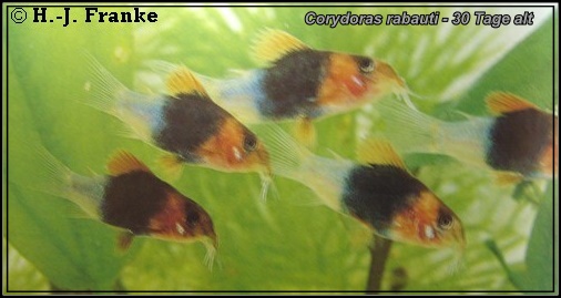Corydoras rabauti