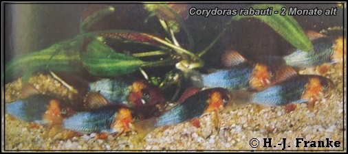 Corydoras rabauti